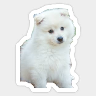 American Eskimo Dog picture Sticker